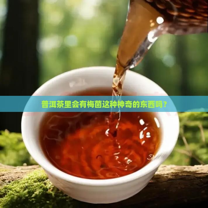 普洱茶有梅菌吗