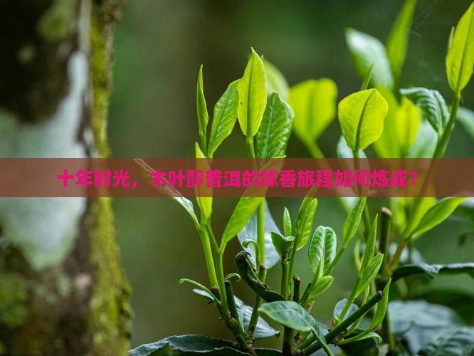 木叶醇普洱茶十年