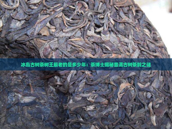 冰岛古树茶最老的是多少年