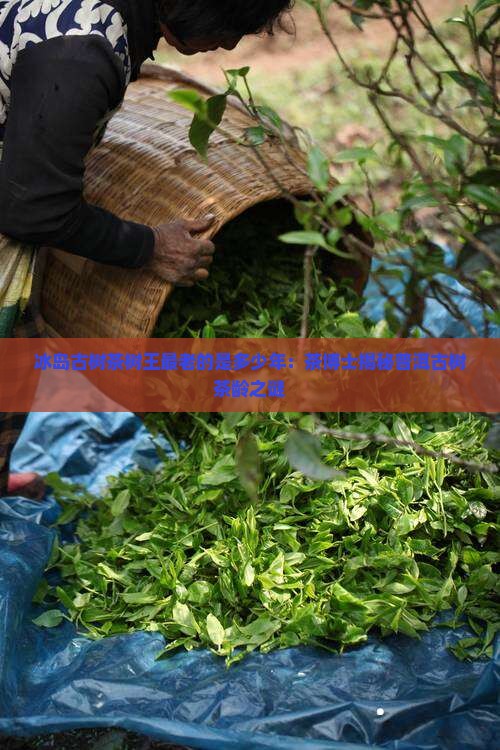 冰岛古树茶最老的是多少年