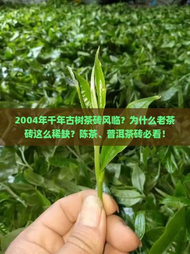 2004年千年古树茶砖风临