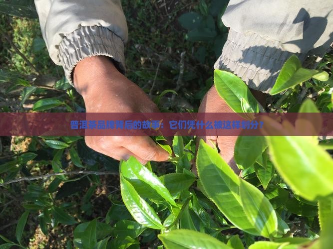 普洱茶品牌的划分标准是什么 普洱茶品牌的划分标准是什么