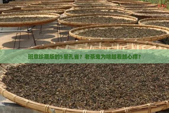 班章珍藏版的5星孔雀