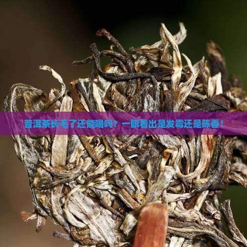 怎么看普洱茶发霉没发霉