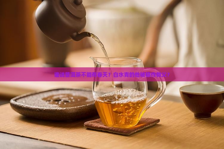 白水青普洱茶教父
