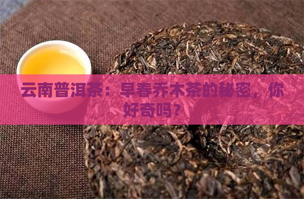 云南普洱茶早春乔木茶