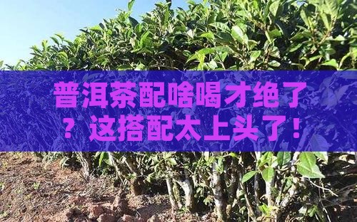 普洱茶可以与什么一起喝