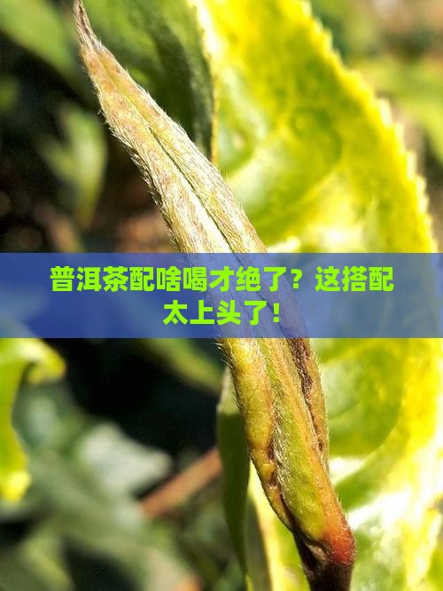 普洱茶可以与什么一起喝