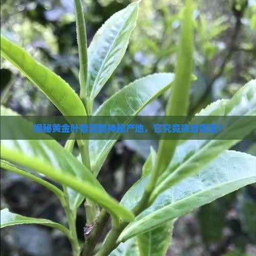 黄金叶普洱茶哪里产的