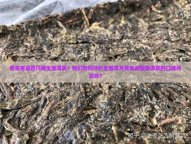 老茶客都喝生普洱茶吗