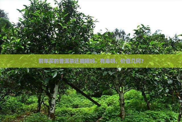 前年买的普洱茶还能喝吗