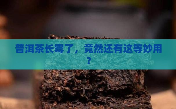 普洱茶发霉能有什么用