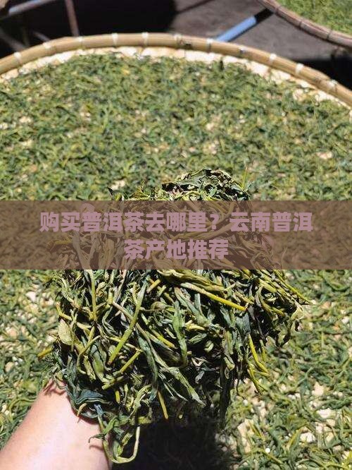 买普洱茶去云南哪个地方