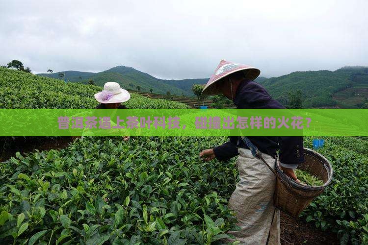普洱茶与茶叶科技