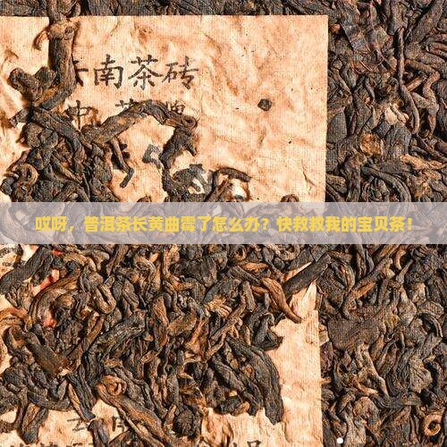 普洱茶怎么去除黄曲霉