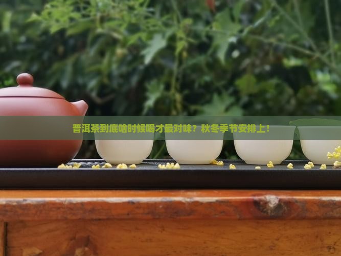 普洱茶一般什么季节喝好些