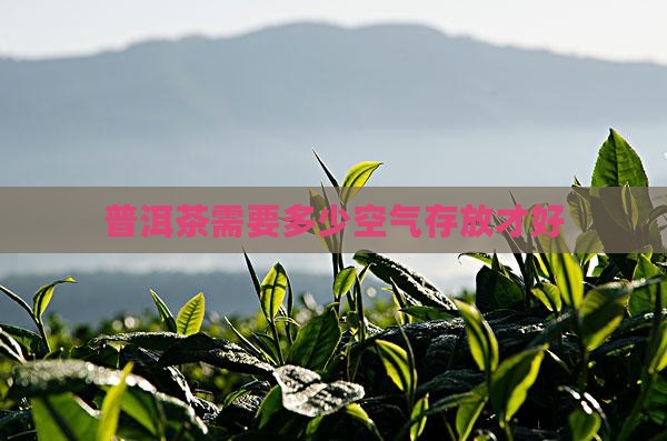 普洱茶需要多少空气