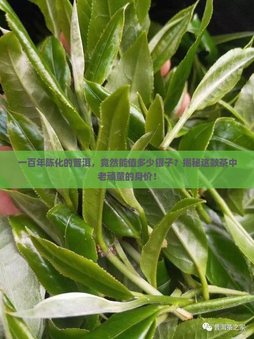 100年的普洱茶值多少