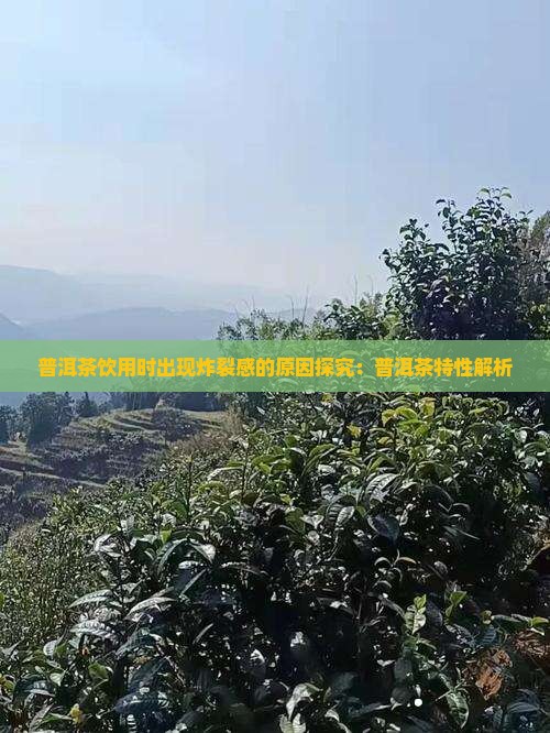 喝普洱茶有炸裂感怎么回事