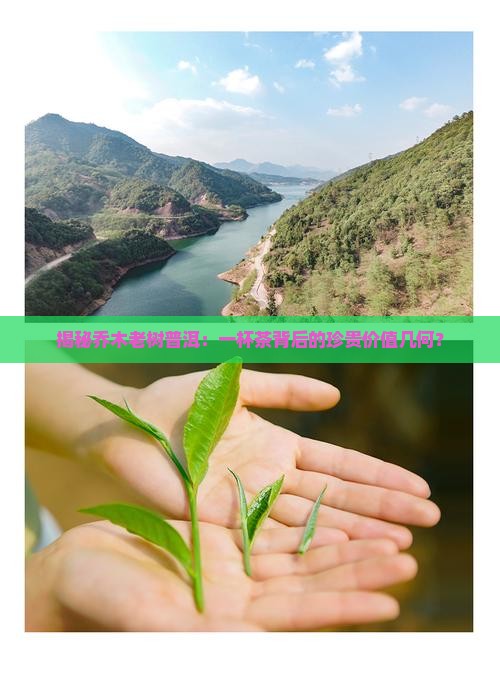 乔木老树普洱茶价格多少
