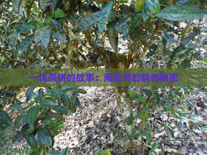 南岛河糯香普洱茶饼