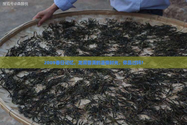 龙润普洱茶2009年春晖