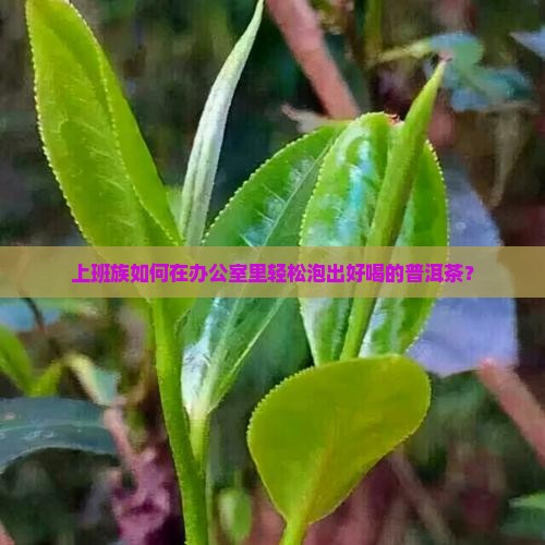 如何泡一杯好普洱茶