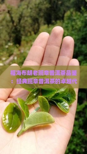 福海布朗山老班章 福海布朗山老班章