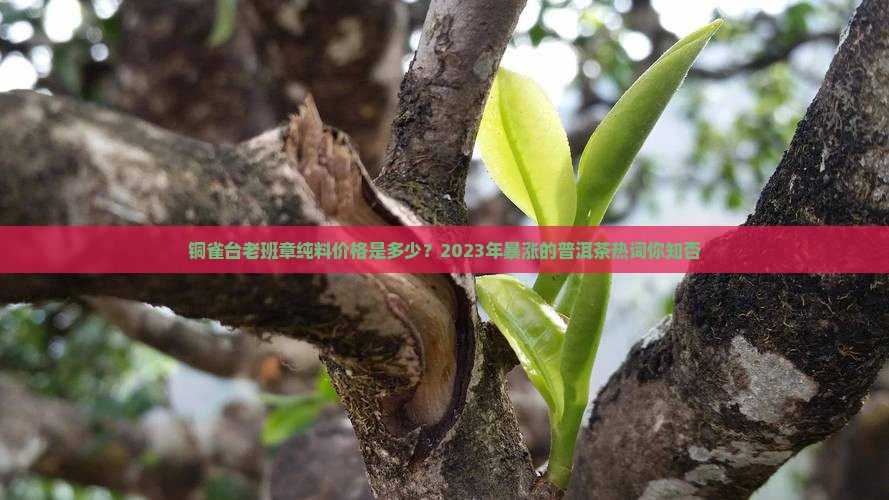 铜雀台老班章纯料价格 铜雀台老班章纯料价格
