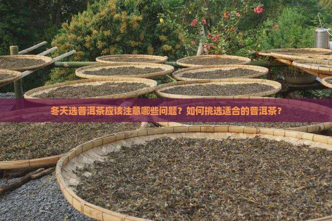 普洱茶冬天怎么选好的