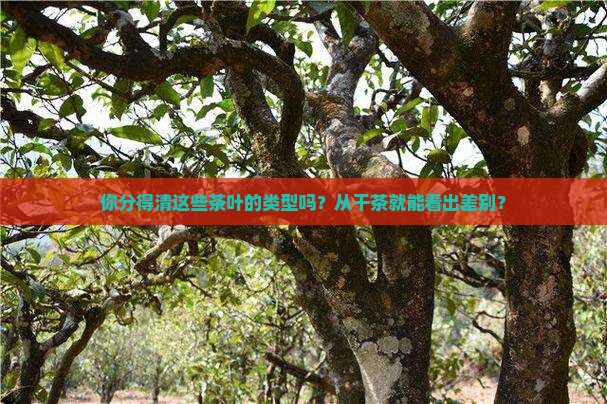 茶叶的类型干茶