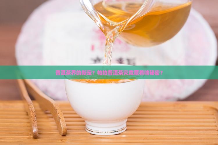 帕拍普洱茶怎么样