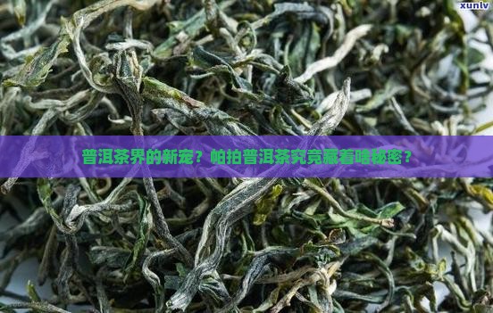 帕拍普洱茶怎么样