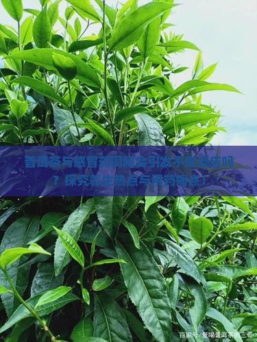 普洱茶与感冒药