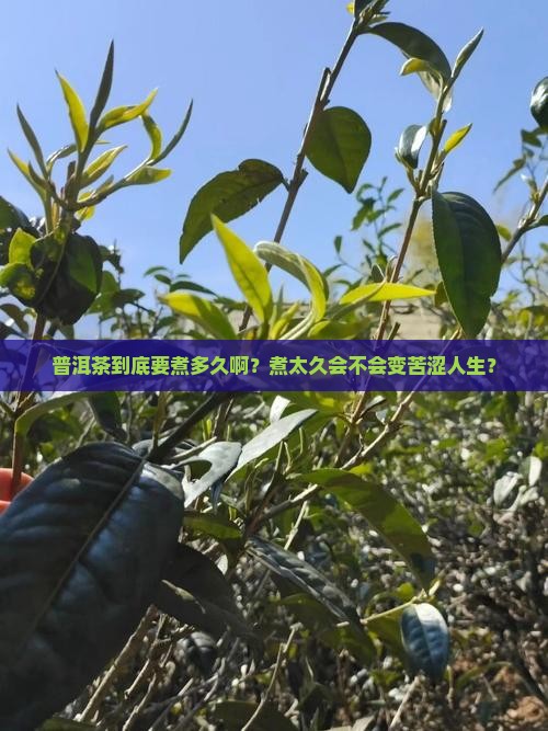普洱茶大约煮多长时间