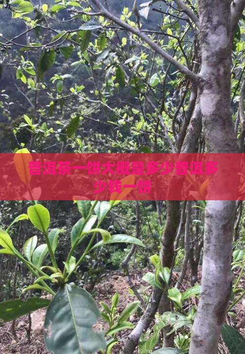 普洱茶二十多一饼