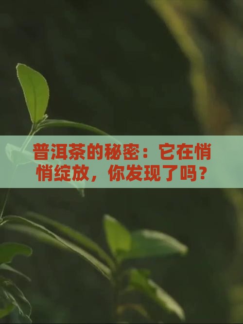开花一样的普洱茶