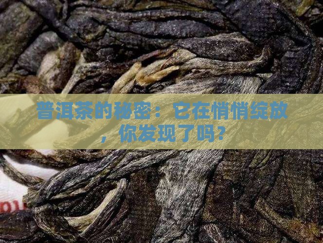 开花一样的普洱茶