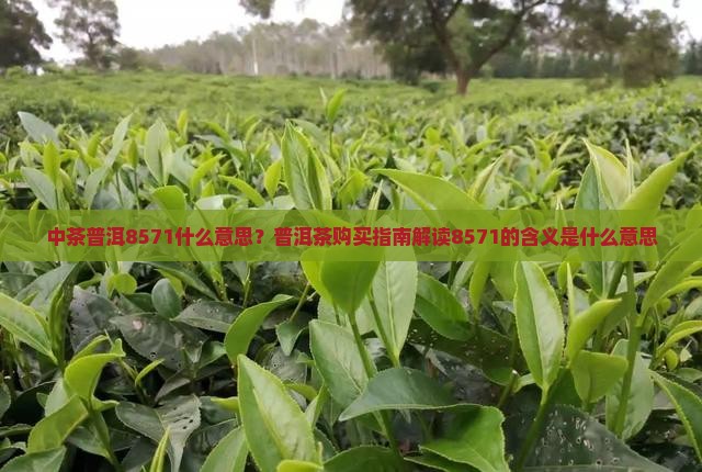 中茶普洱8571什么意思