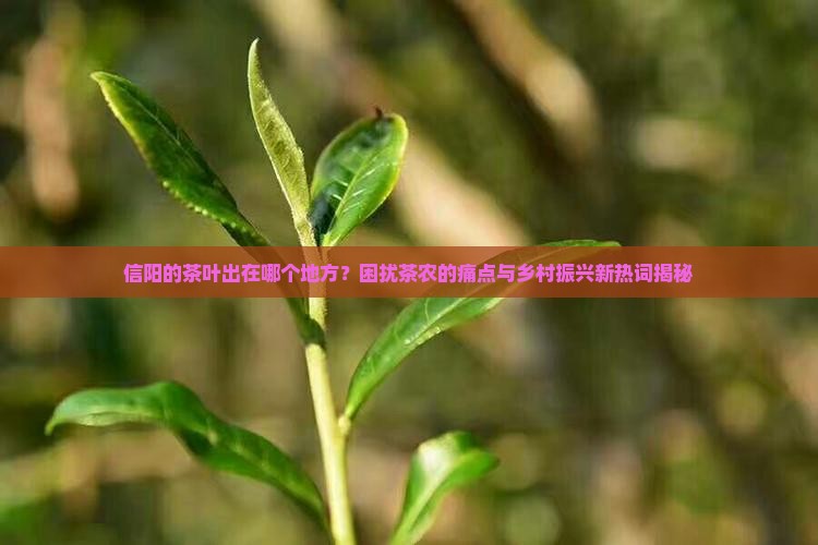 信阳的茶叶出在哪个地方