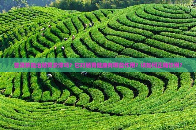 普洱茶能治肠胃淤滞吗怎么样