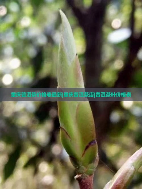 重庆普洱茶价格表