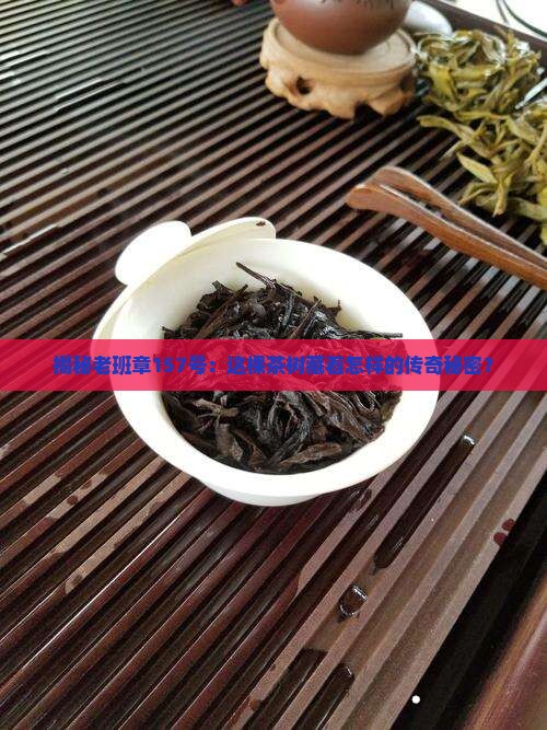 老班章157号茶树