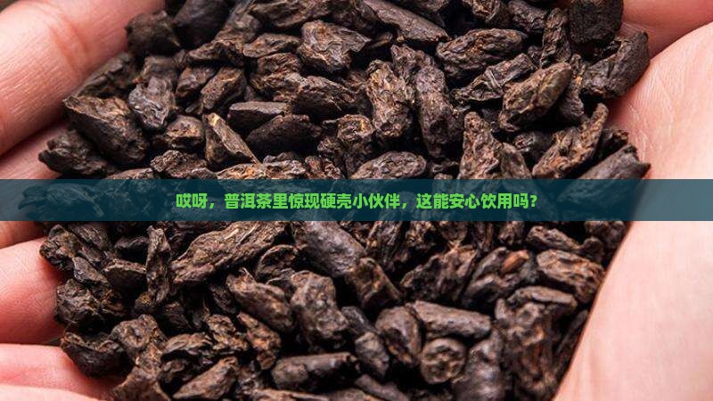 普洱茶里的硬壳虫能喝吗