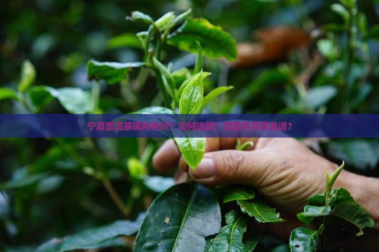 宁夏普洱茶哪个好些啊
