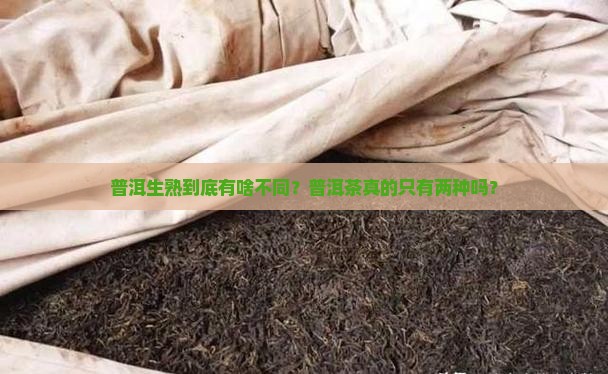 普洱生熟的区别普洱有多少种