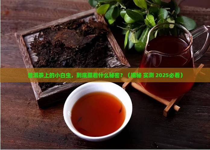 普洱茶有白色的小虫