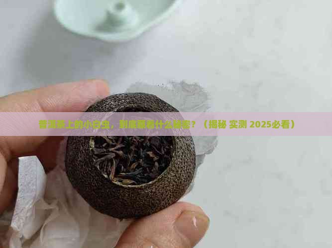 普洱茶有白色的小虫