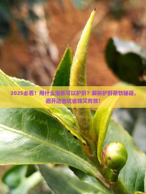 用什么泡茶可以护肝