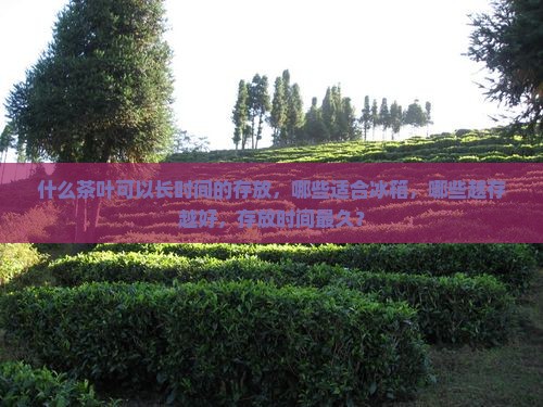 什么茶叶可以长时间的存放